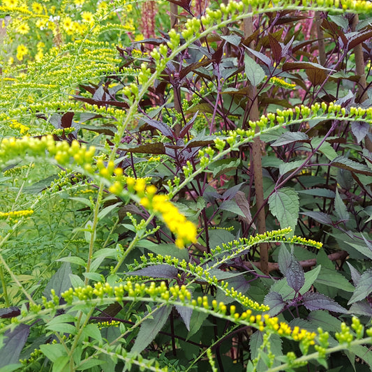 Solidago rugosa 'Fireworks' (2L)