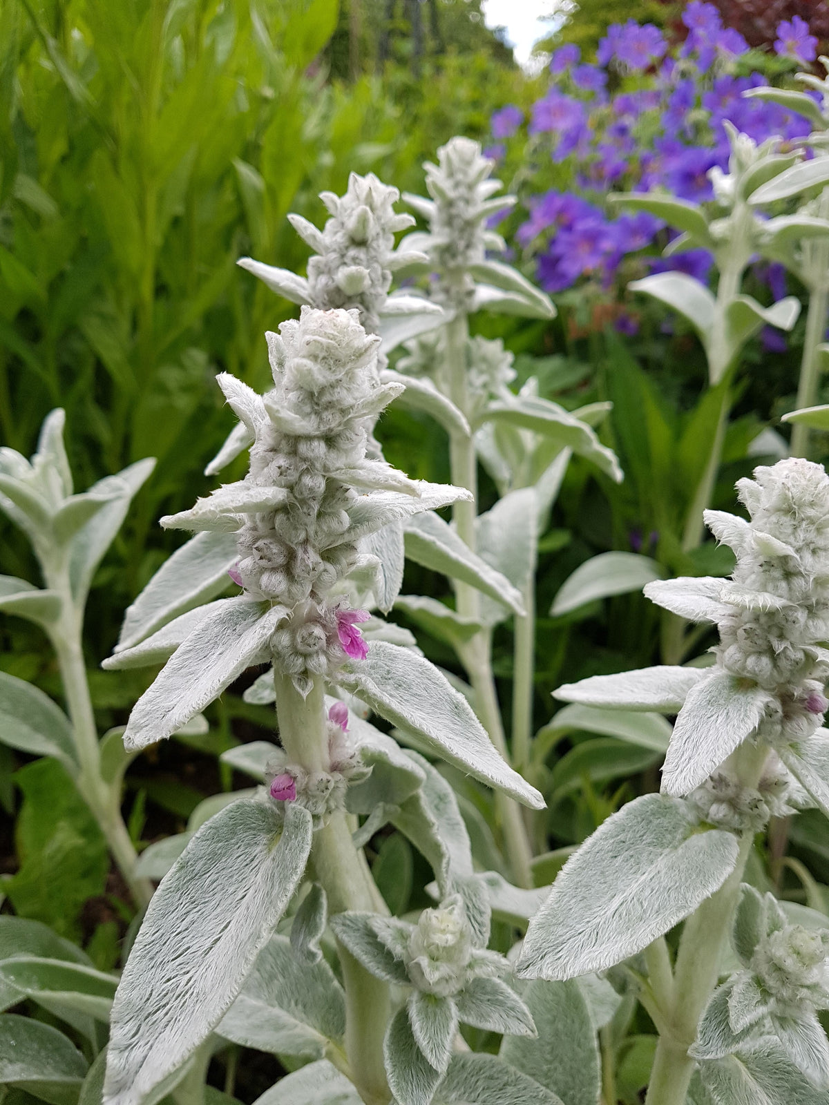 Stachys byzantina (1L)