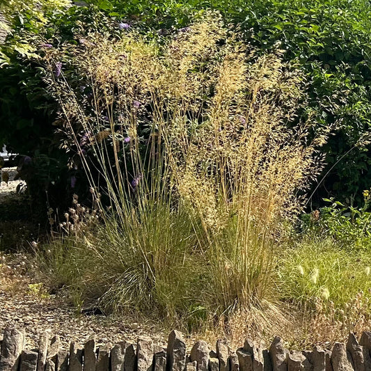 Stipa gigantea (2L)