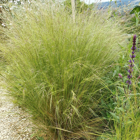 Stipa tenuissima (2L)