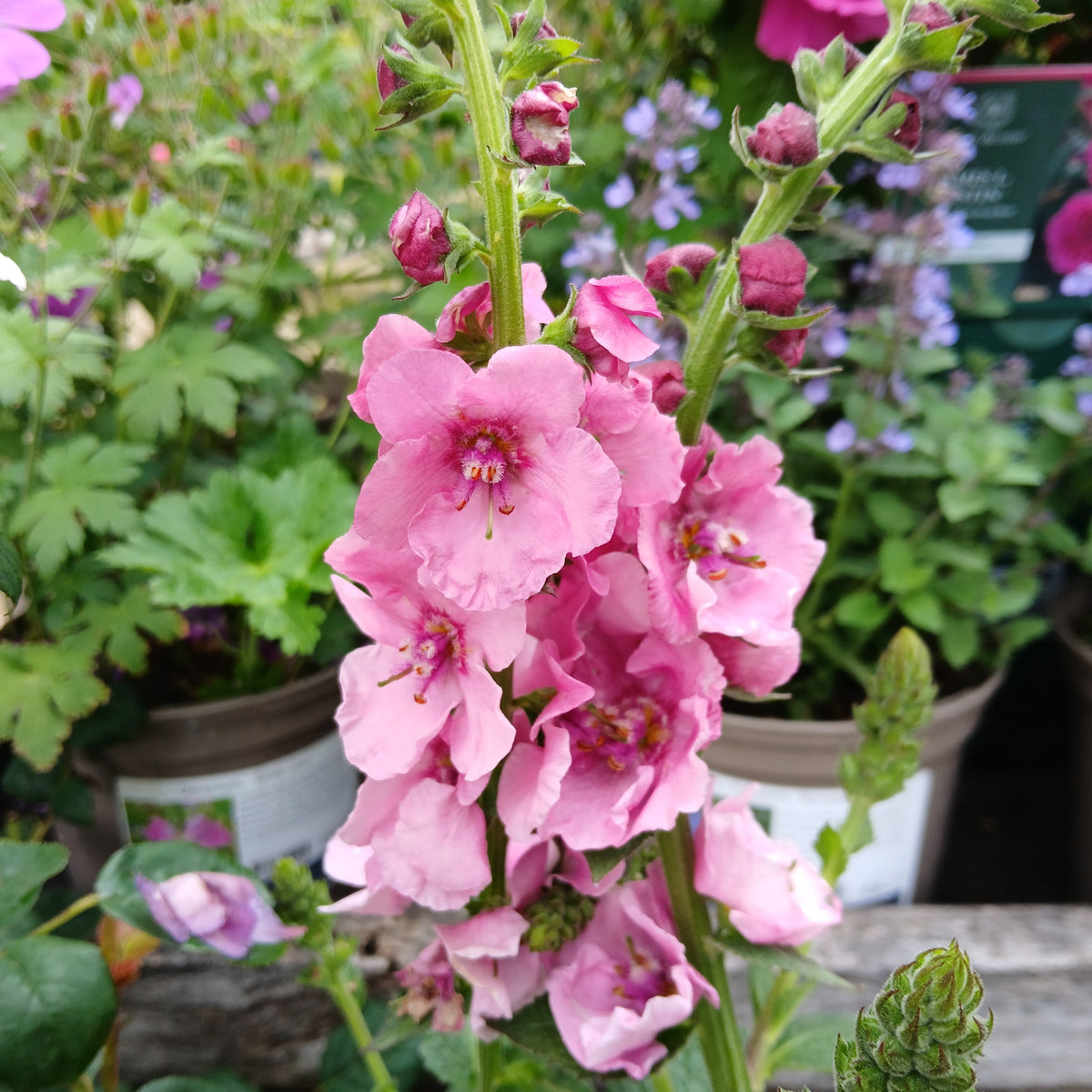 Verbascum (Cotswold Group) 'Pink Domino' (2L)