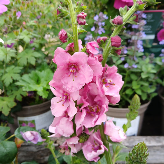 Verbascum (Cotswold Group) 'Pink Domino' (2L)