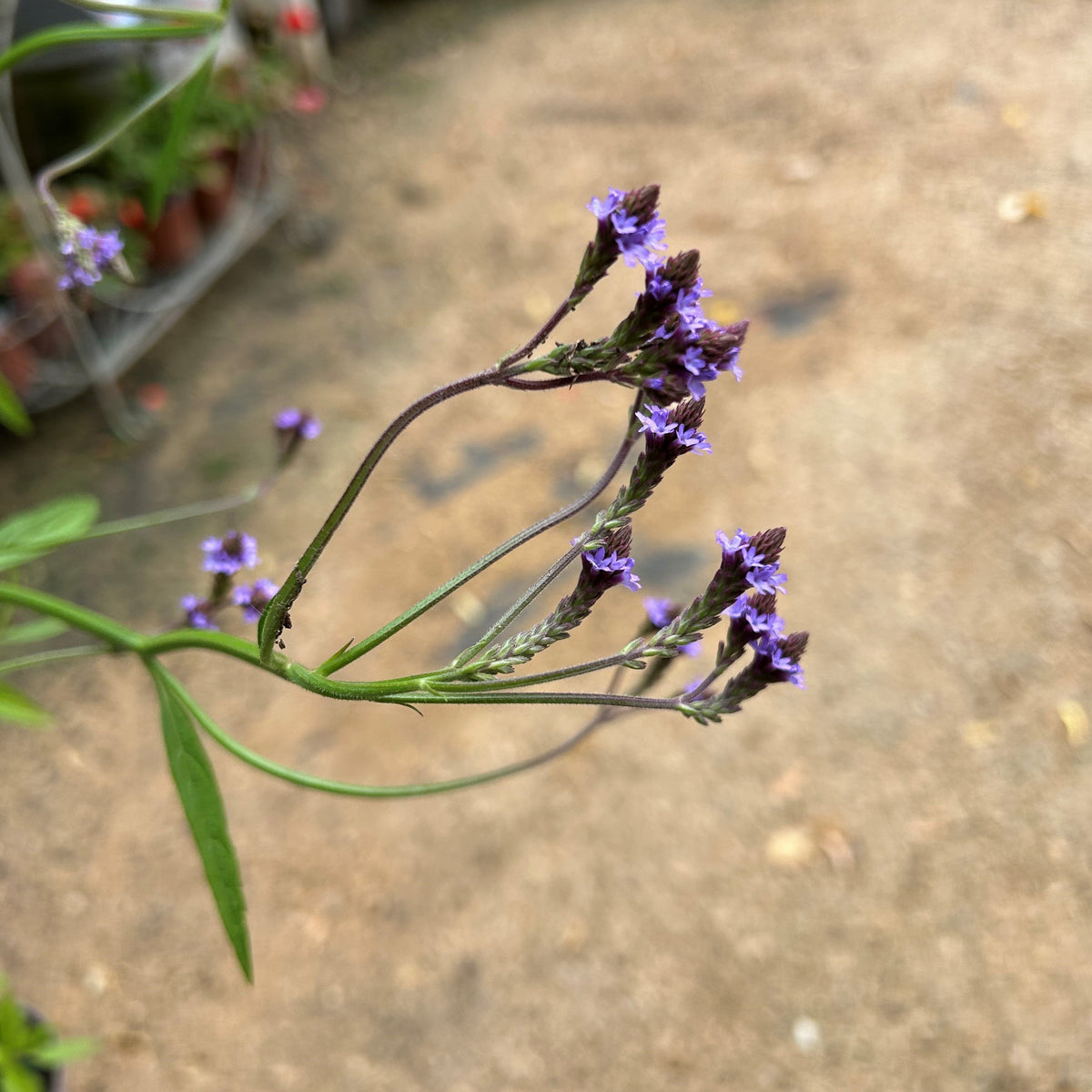 Verbena macdougalii 'Lavender Spires' (1.5L)