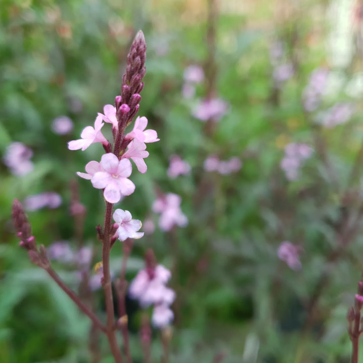 Verbena officinalis var. grandiflora 'Bampton' (1L)