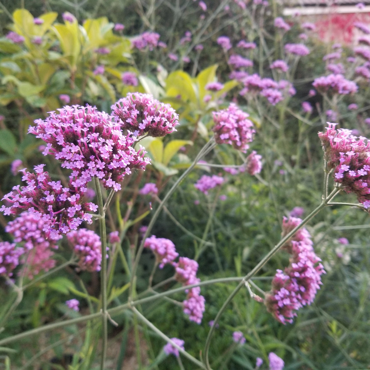 Verbena bonariensis (2L)