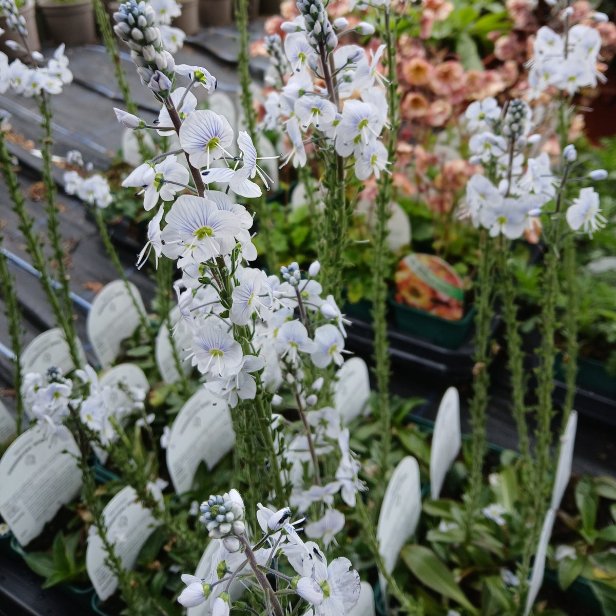 Veronica gentianoides 'Tissington White' (9cm)