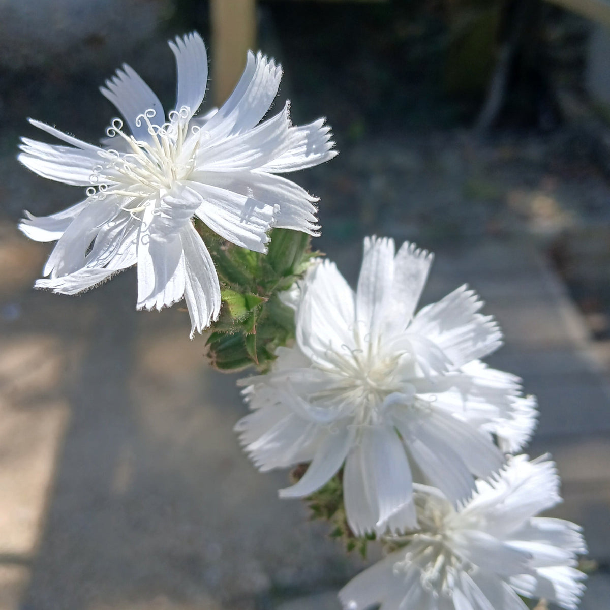 Cichorium intybus f. album (3L)