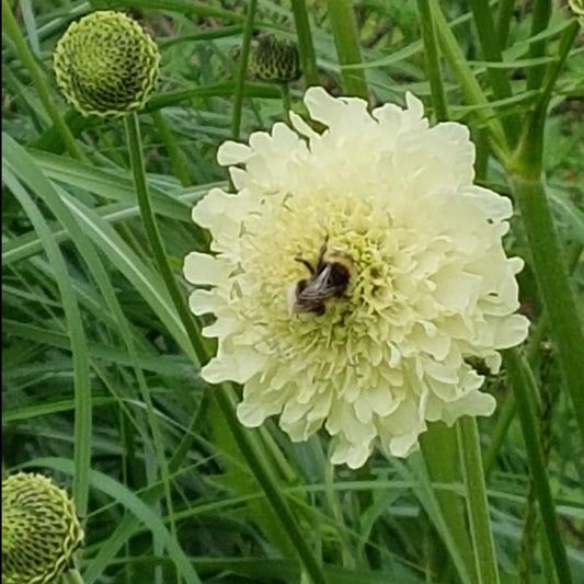Cephalaria gigantea   (2L)