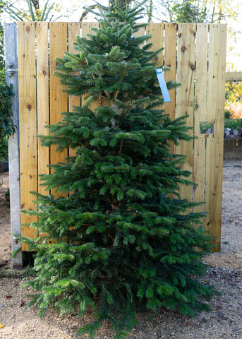 Nordman Fir Christmas Tree