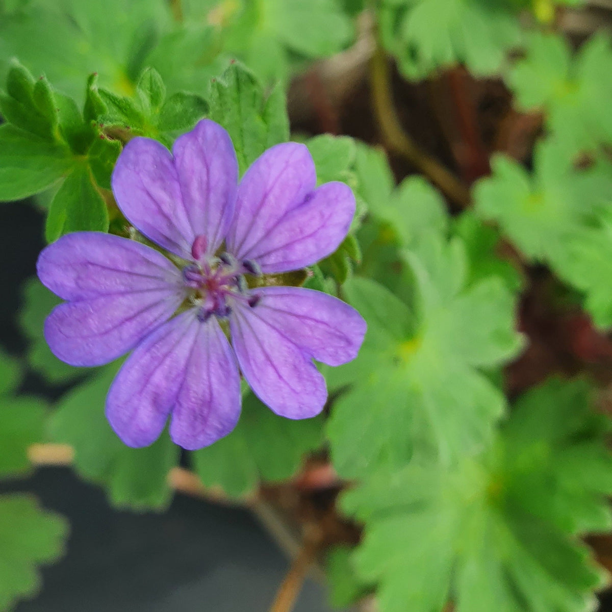 Geranium  pyrenaicum  'Bill Wallis'  (1L)