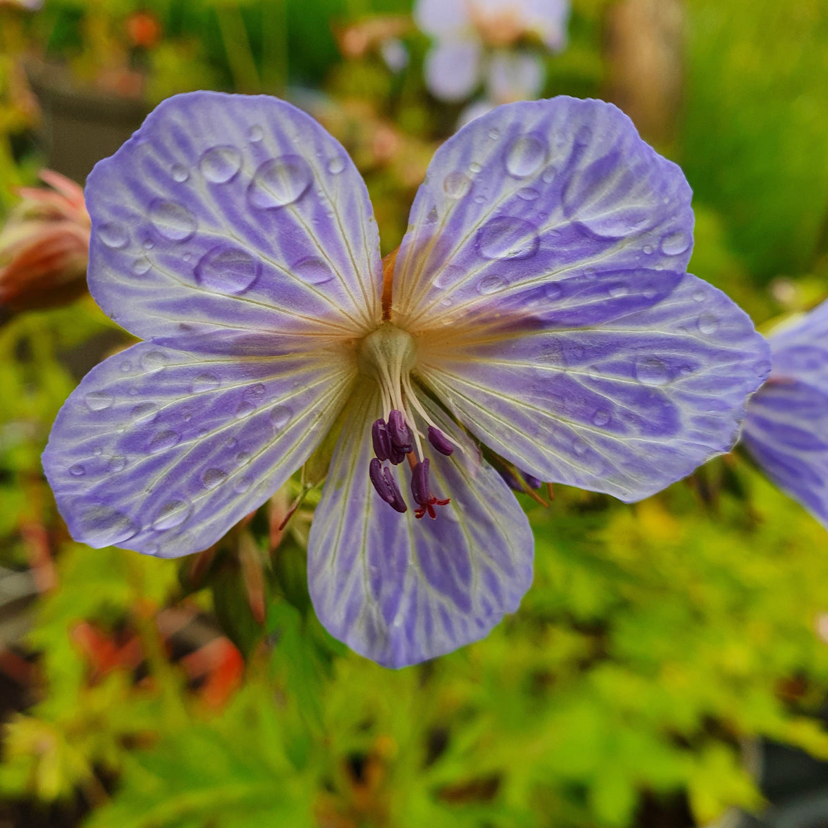Geranium pratense  'Mrs Kendall Clark'  (2L)