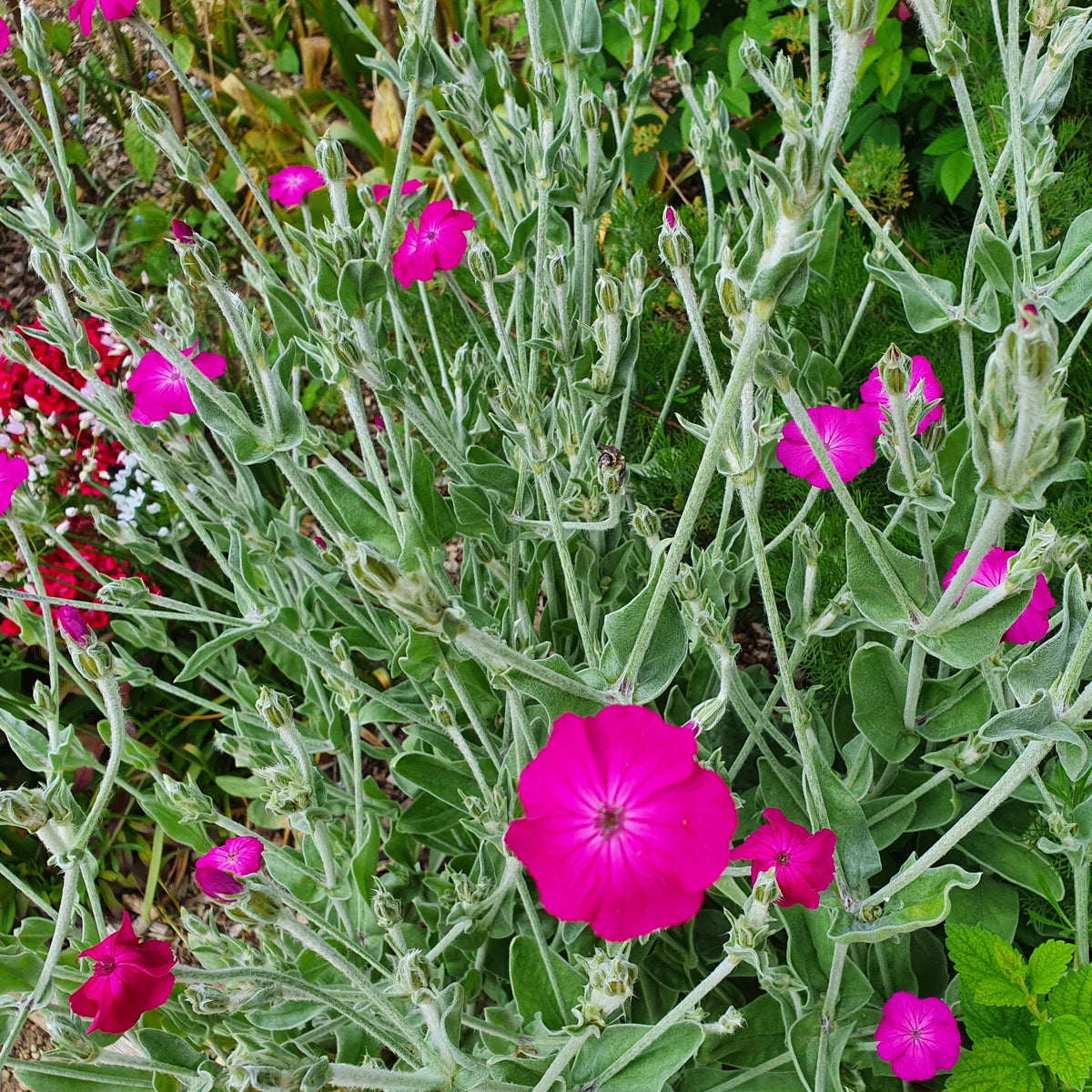 Silene coronaria Atrosanguinea Group (2L)