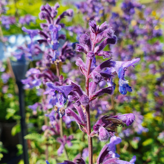 Nepeta racemosa 'Walker's Low' (9cm)