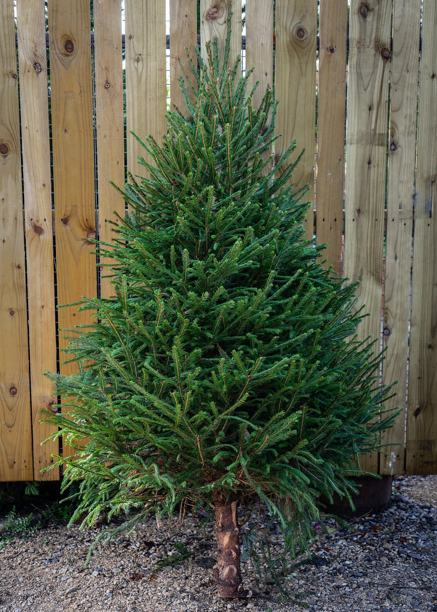 A full-grown Norway spruce tree with small green needles, standing in a garden with a wooden fence in the background.