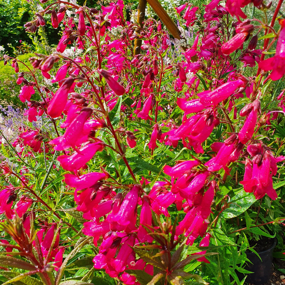 Penstemon 'Andenken an Friedrich Hahn' (2L)