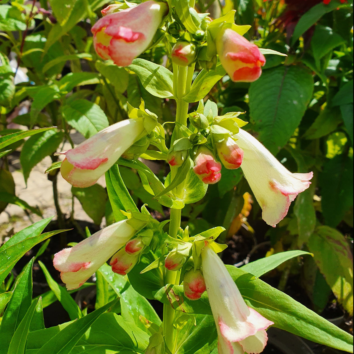 Penstemon 'Phoenix Apple Blossom' (2L)
