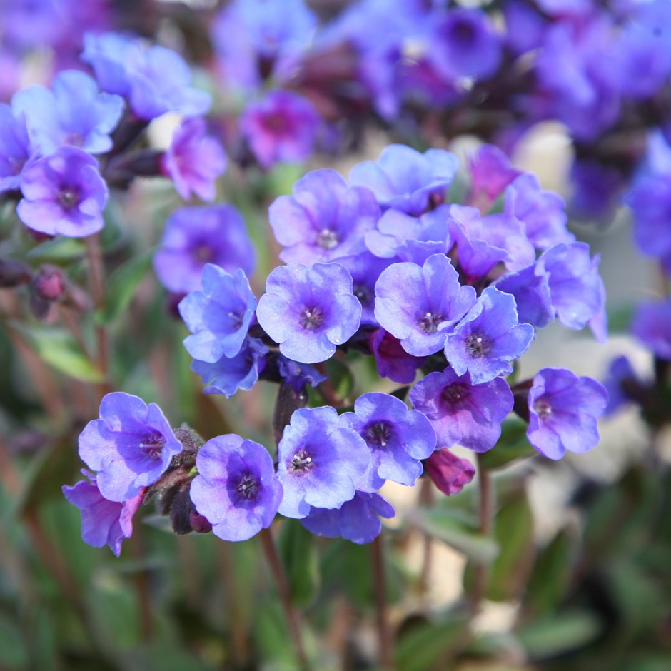 Pulmonaria 'Blue Ensign' (2L)
