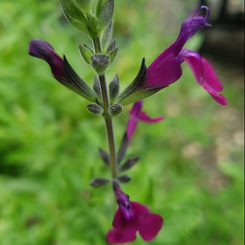 Salvia 'Nachtvlinder' (2L)