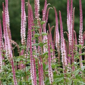 Veronicastrum virginicum f. roseum 'Pink Glow' (2L)