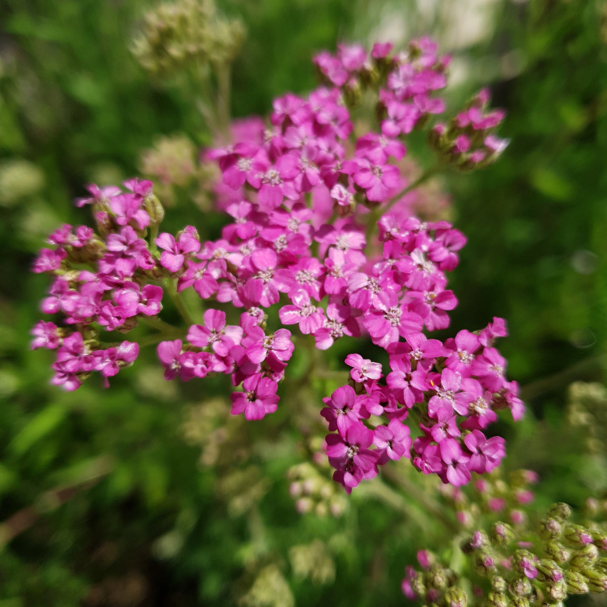 Achillea millefolium 'Lilac Beauty' (2L)