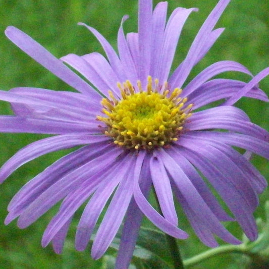 Aster x frikartii  'Mönch'  (2L)