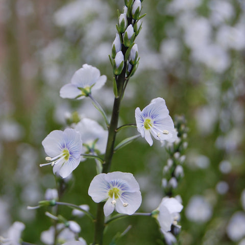 Veronica  gentianoides (2L)